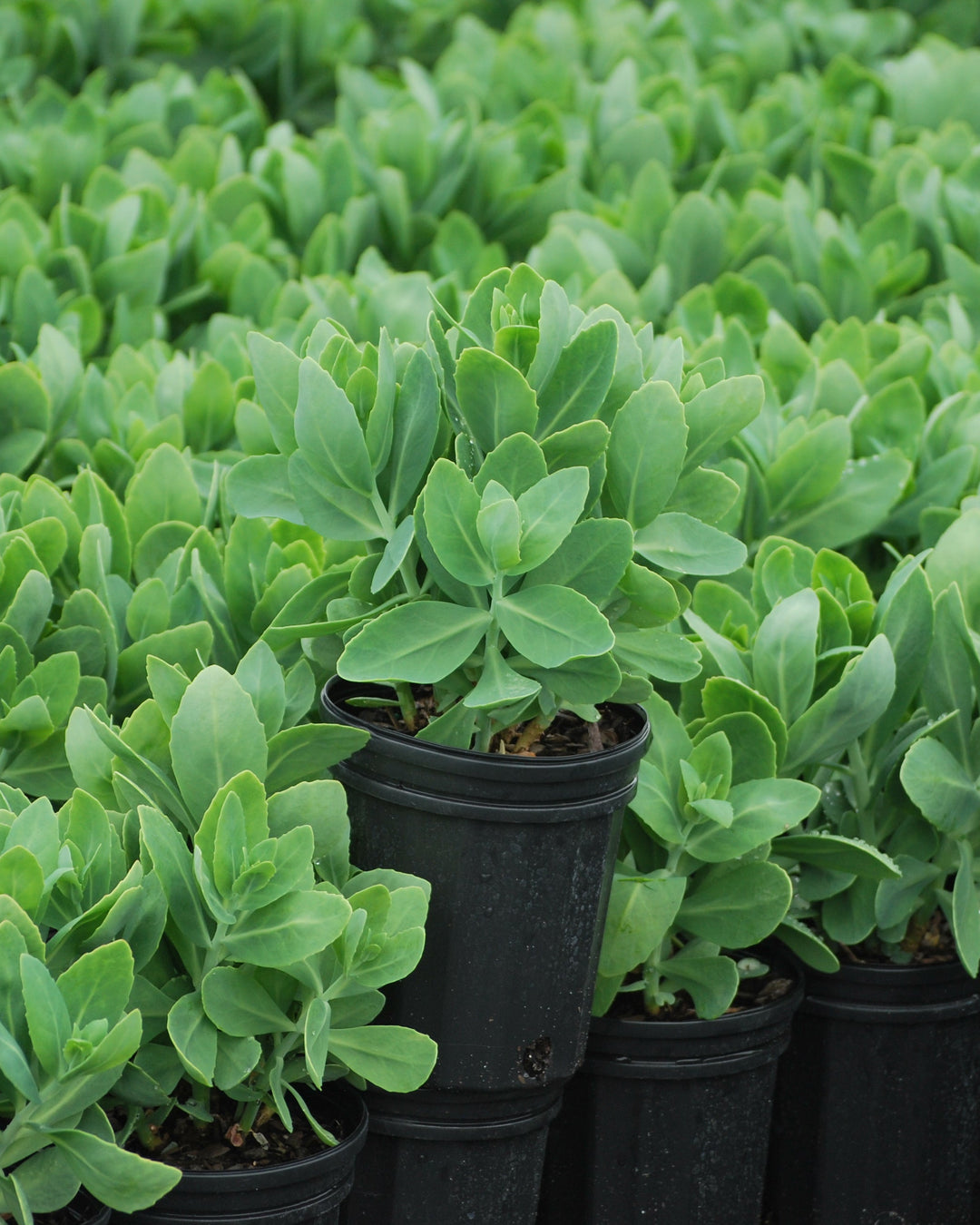 Sedum spectabile 'Neon' (Stonecrop)