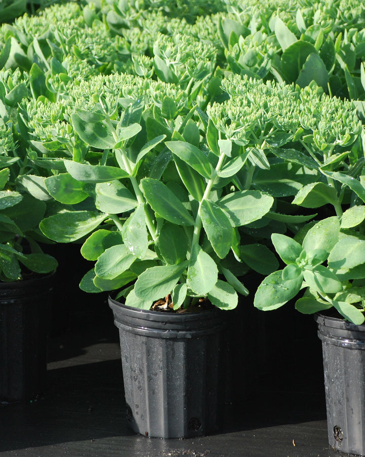 Sedum spectabile 'Neon' (Stonecrop)
