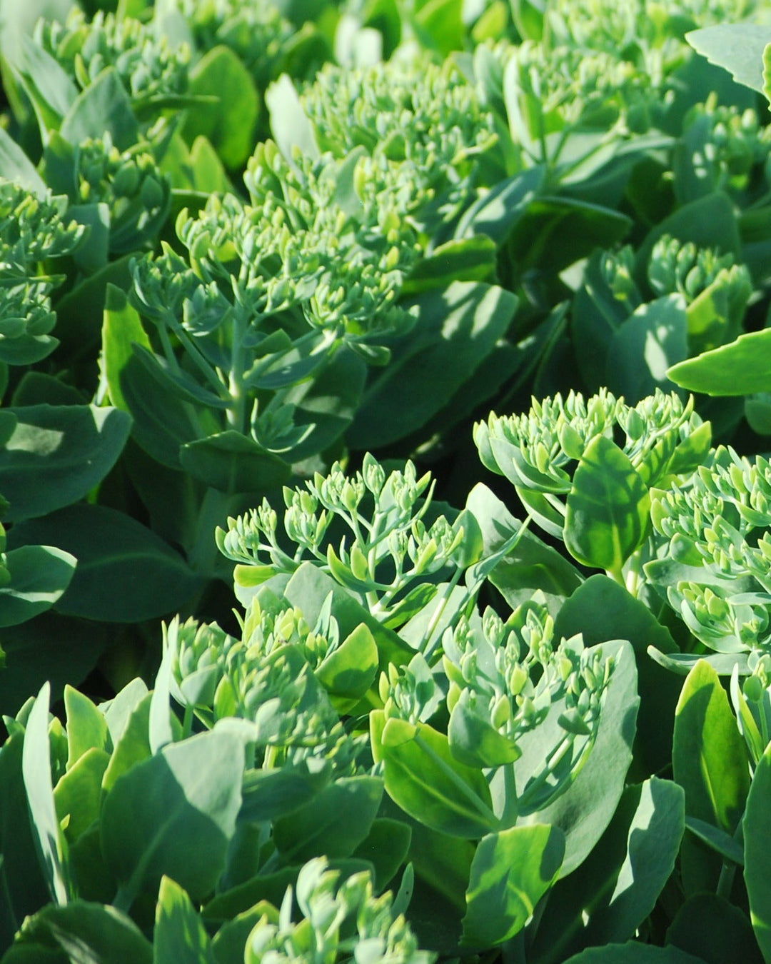 Sedum spectabile 'Neon' (Stonecrop)
