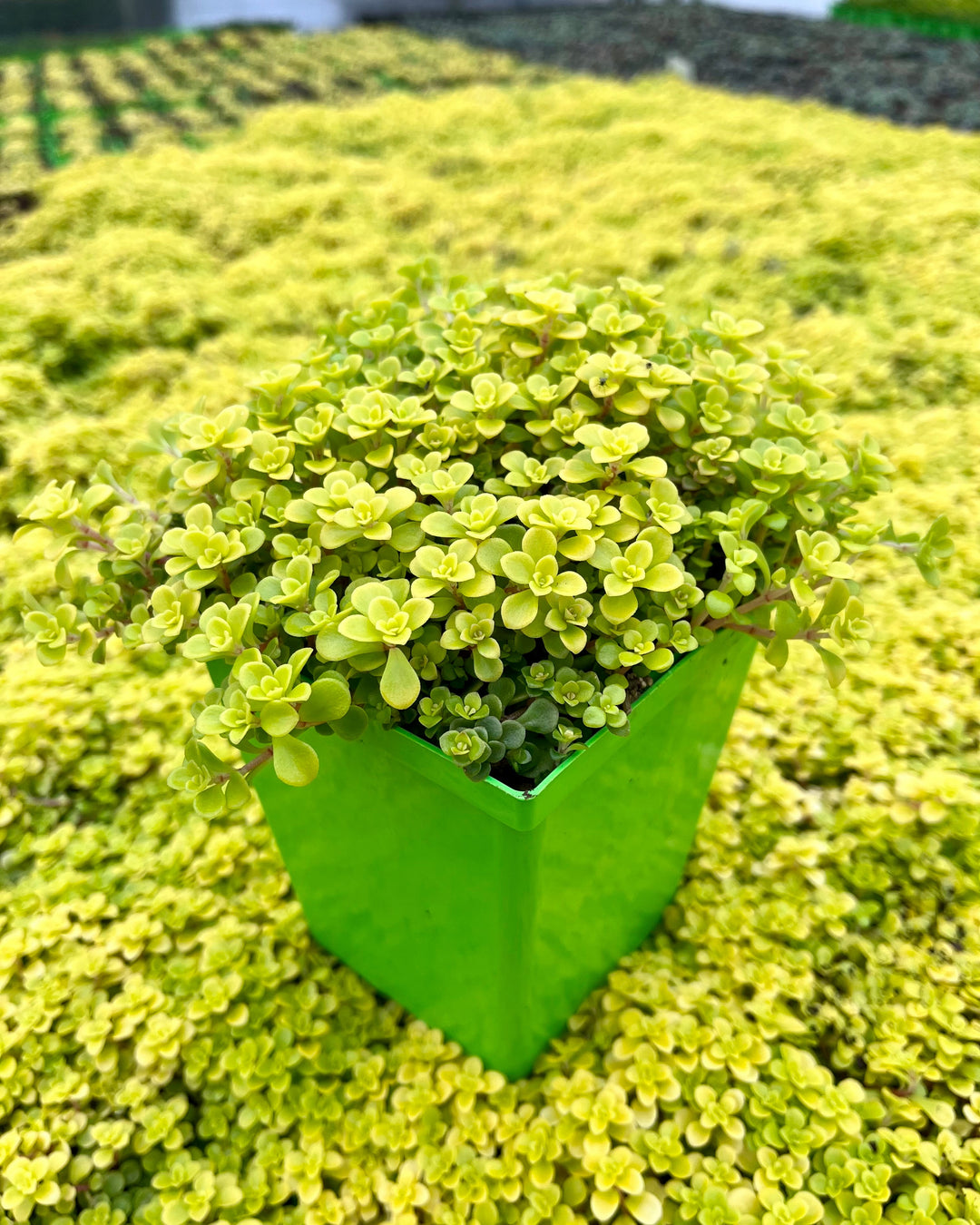 Sedum makinoi 'Ogon' (Stonecrop)