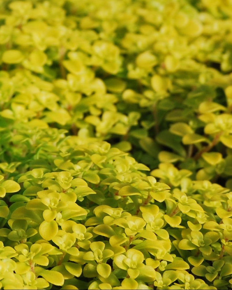Sedum makinoi 'Ogon' (Stonecrop)