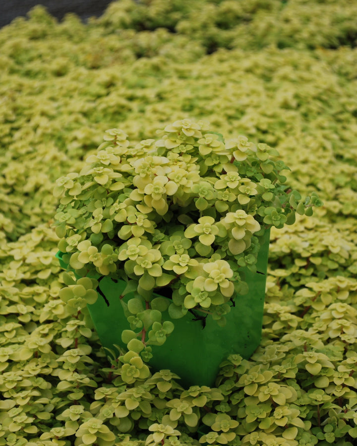 Sedum makinoi 'Ogon' (Stonecrop)