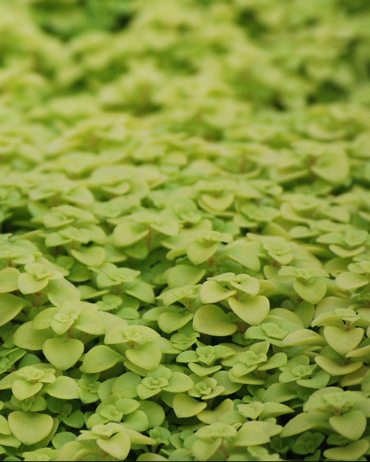 Sedum makinoi 'Ogon' (Stonecrop)