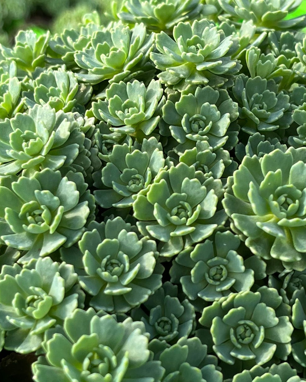 Sedum pachyclados (Stonecrop)