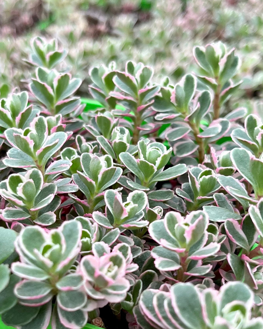 Sedum spurium 'Tricolor' (Stonecrop)