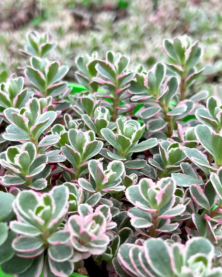 Sedum spurium 'Tricolor' (Stonecrop)