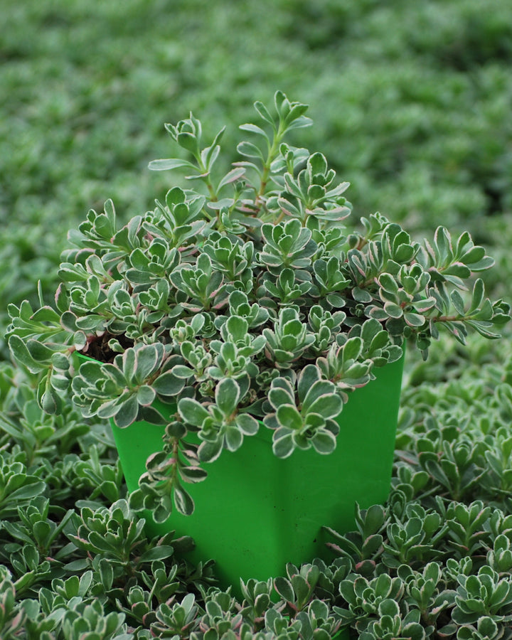 Sedum spurium 'Tricolor' (Stonecrop)