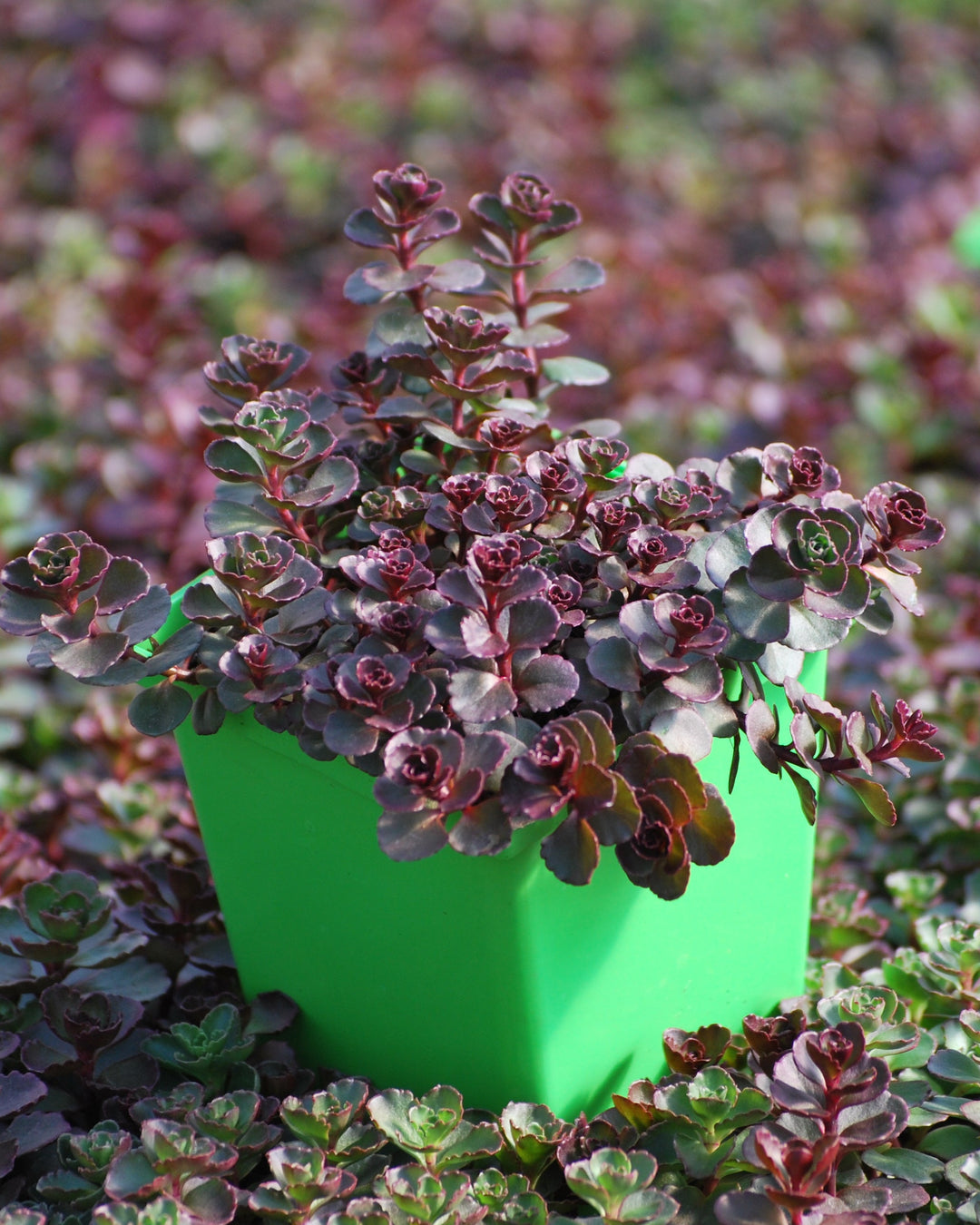 Sedum spurium 'Voodoo' (Stonecrop)
