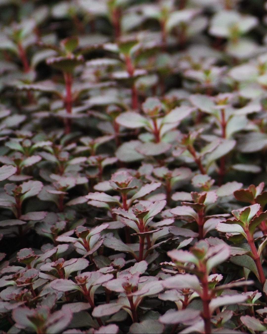 Sedum spurium 'Voodoo' (Stonecrop)