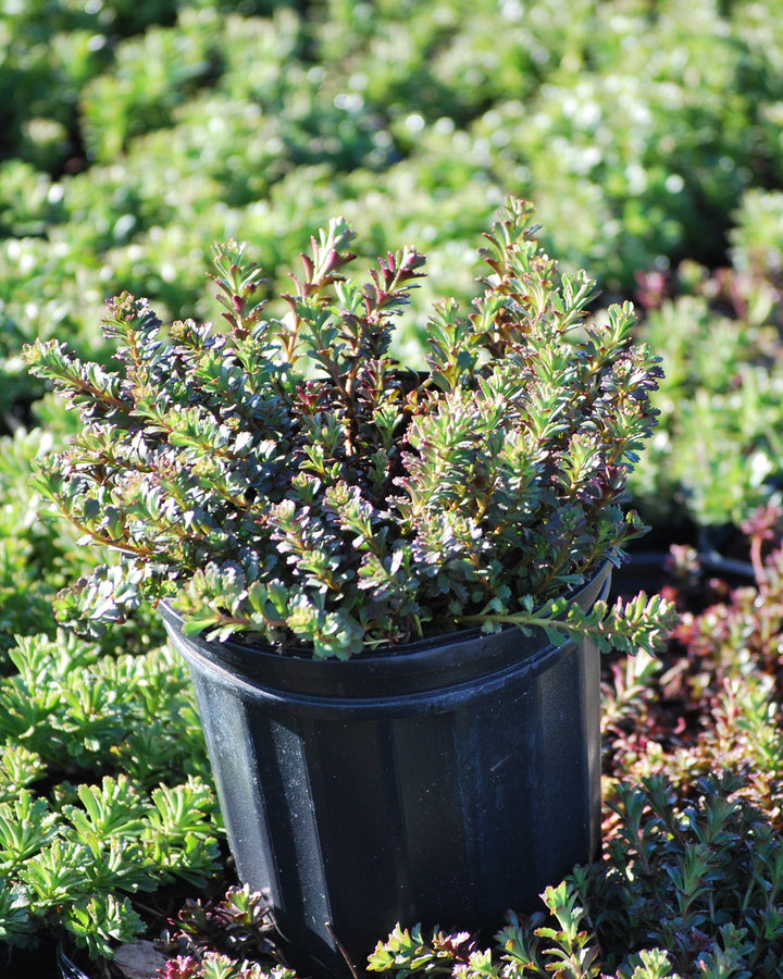 Sedum floriferum 'Weihenstephaner Gold' (Stonecrop)