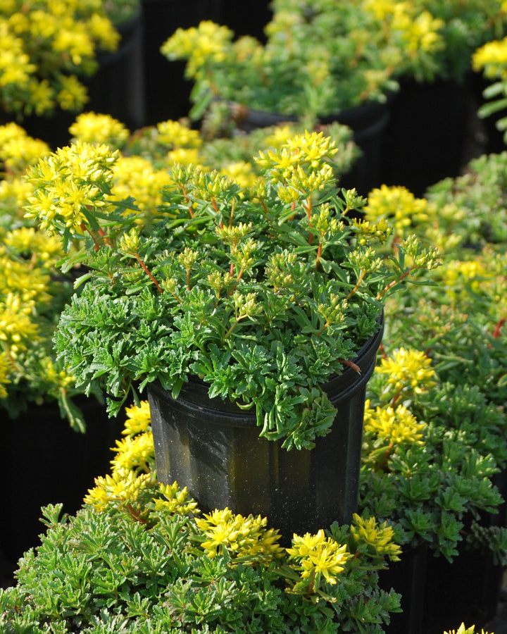 Sedum floriferum 'Weihenstephaner Gold' (Stonecrop)