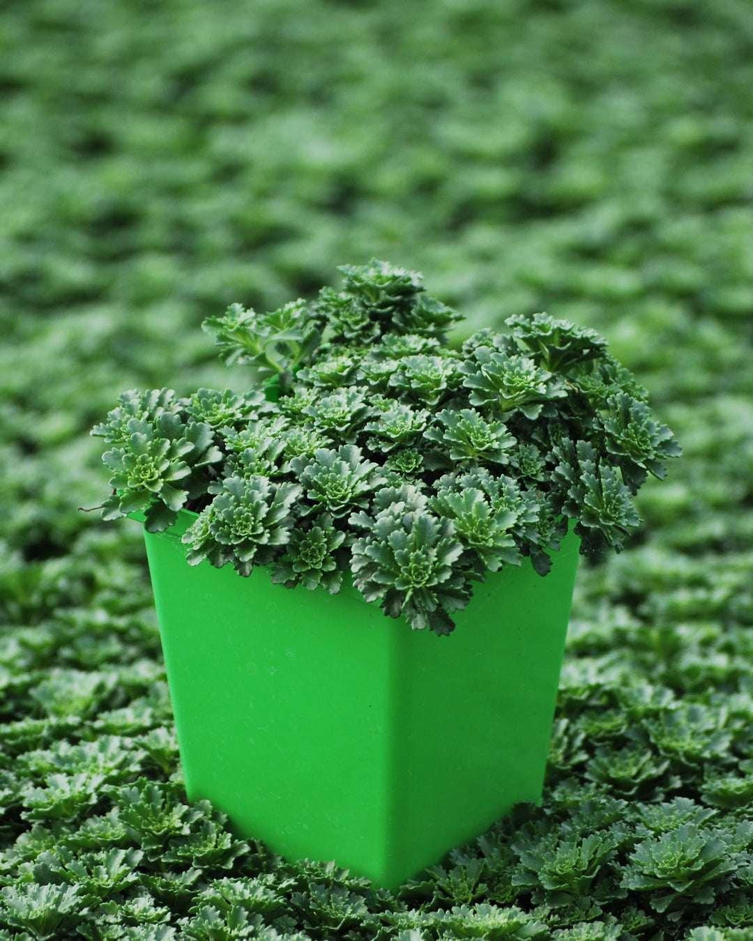 Sedum floriferum 'Weihenstephaner Gold' (Stonecrop)