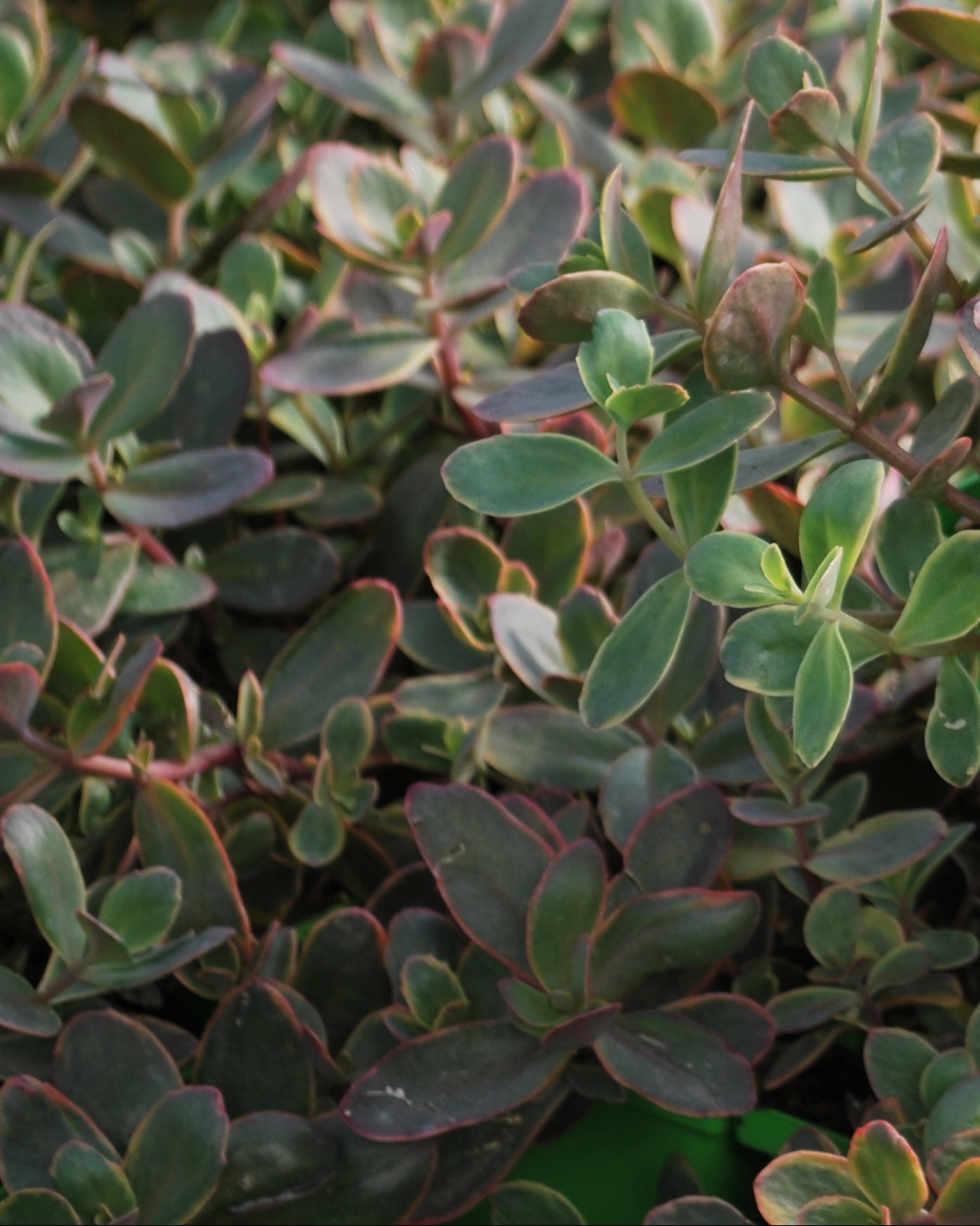 Sedum Sunsparkler® 'Wildfire' (Stonecrop) – Perennial Farm Marketplace