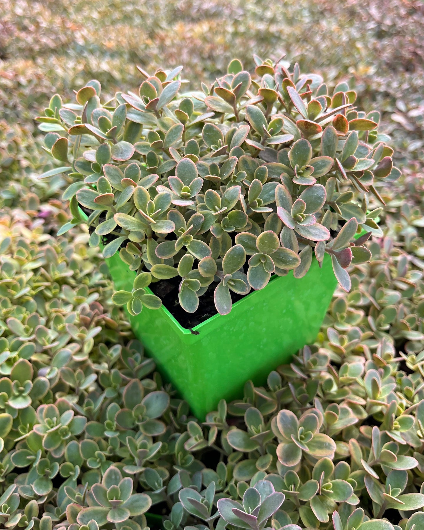 Sedum Sunsparkler® 'Wildfire' (Stonecrop) – Perennial Farm Marketplace