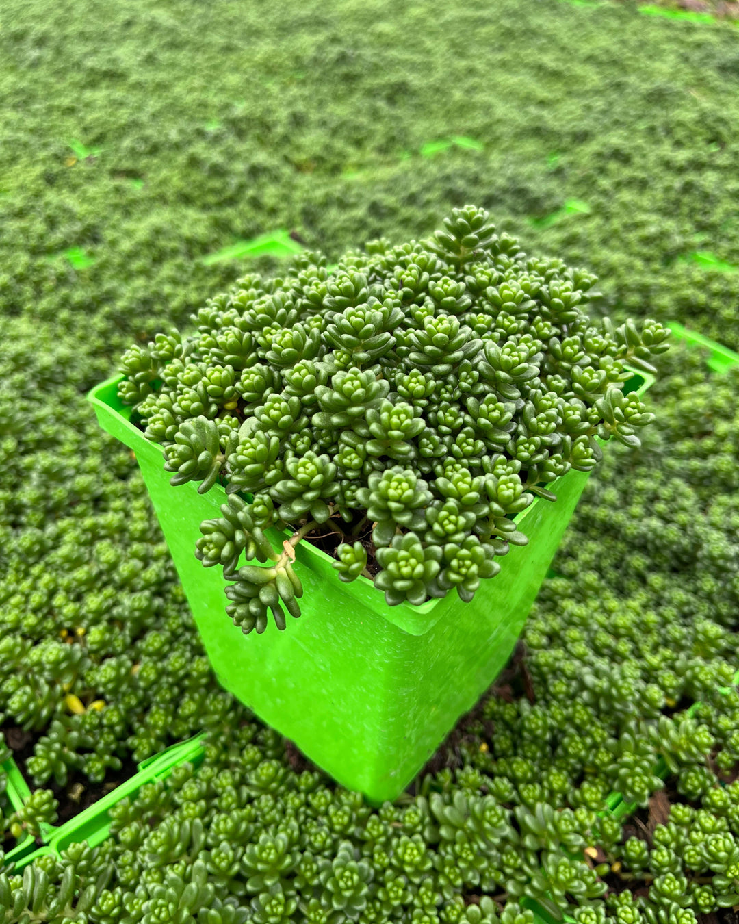 Sedum album 'Athoum' (Stonecrop)