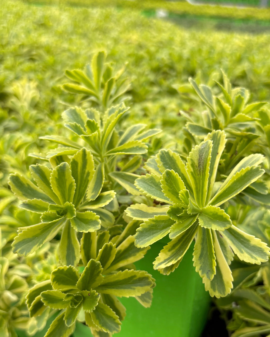Sedum k. var. e. 'Cutting Edge' (Variegated Stonecrop)