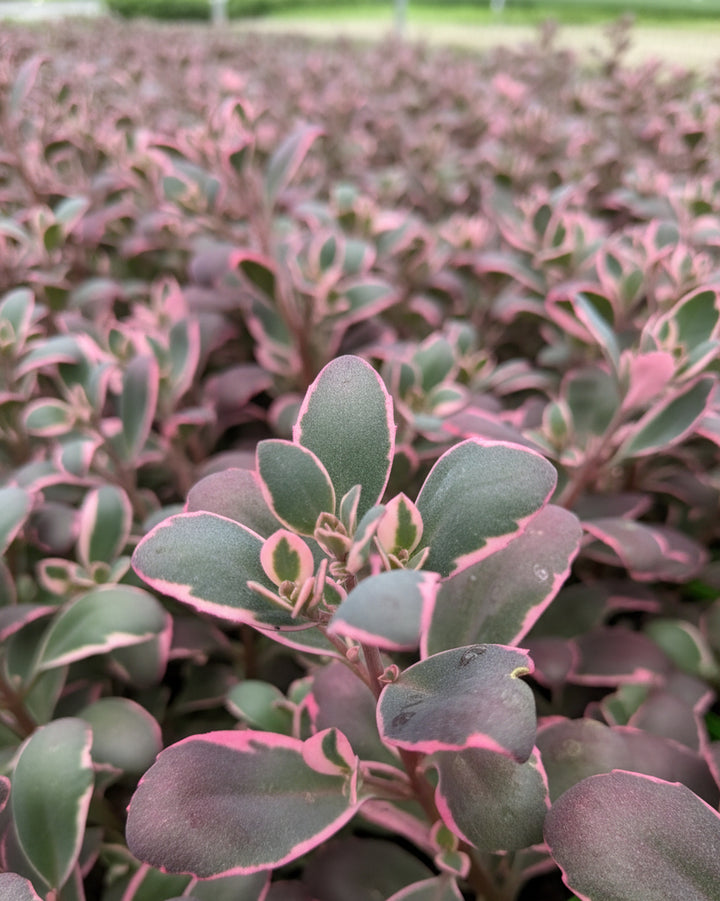 Sedum Sunsparkler® 'Dream Dazzler' (Stonecrop)