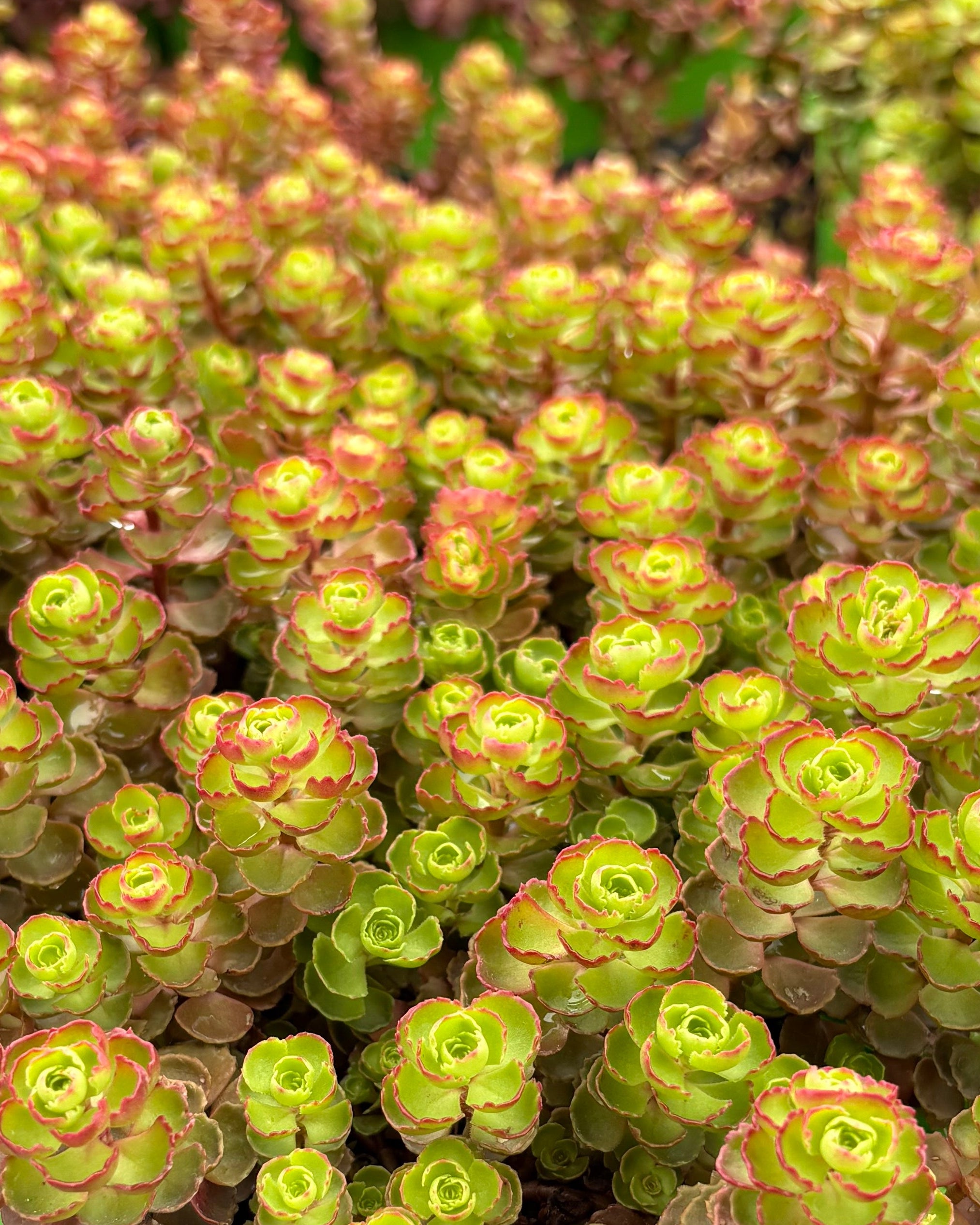 Sedum spurium 'Fuldaglut' (Stonecrop) – Perennial Farm Marketplace