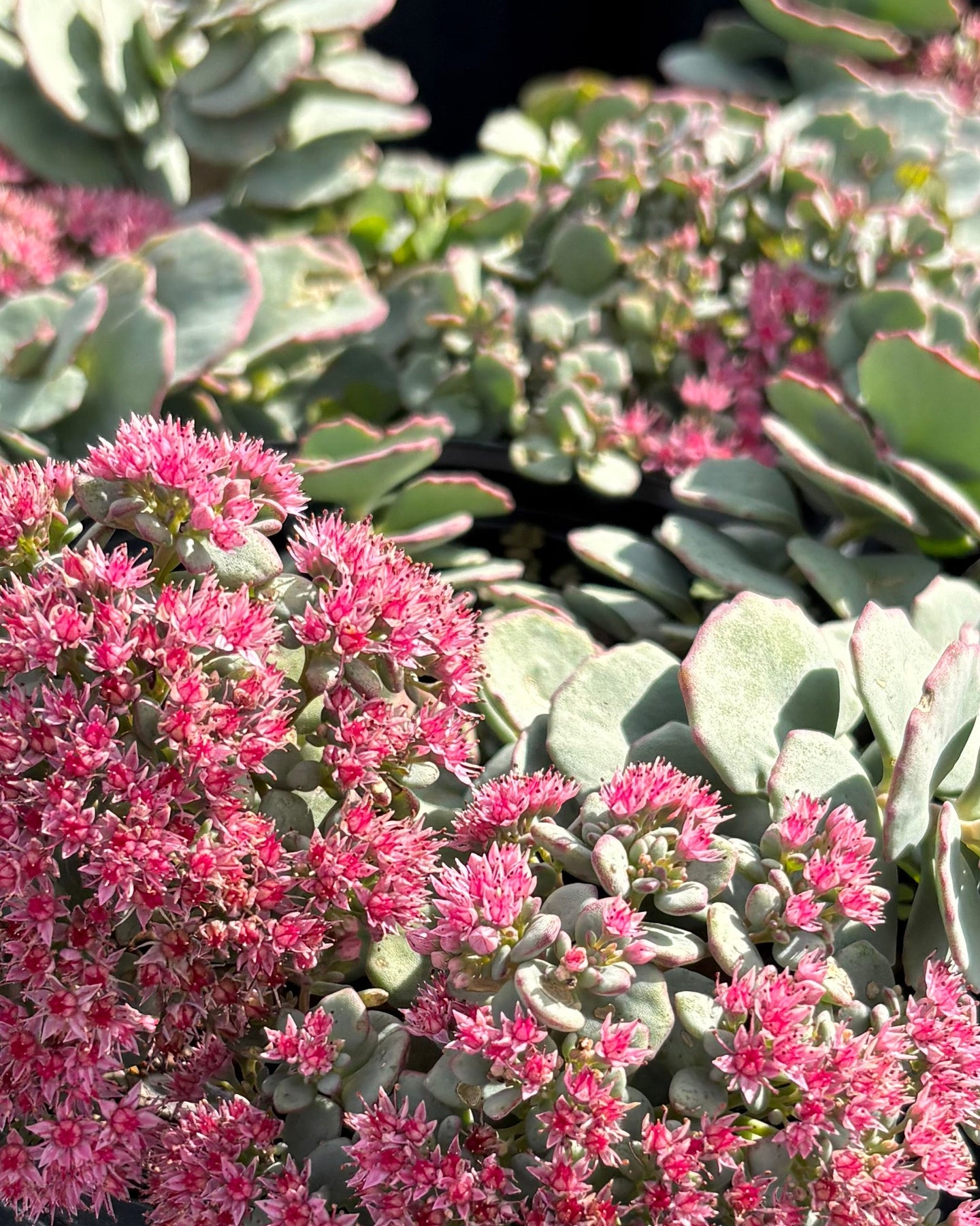 sedum succulent pink Sedum sieboldii (Stonecrop) – Perennial Farm Marketplace