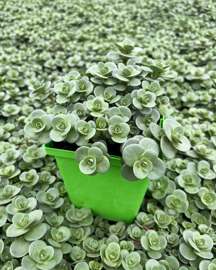 Sedum Sunsparkler® 'Lime Zinger' (Stonecrop)