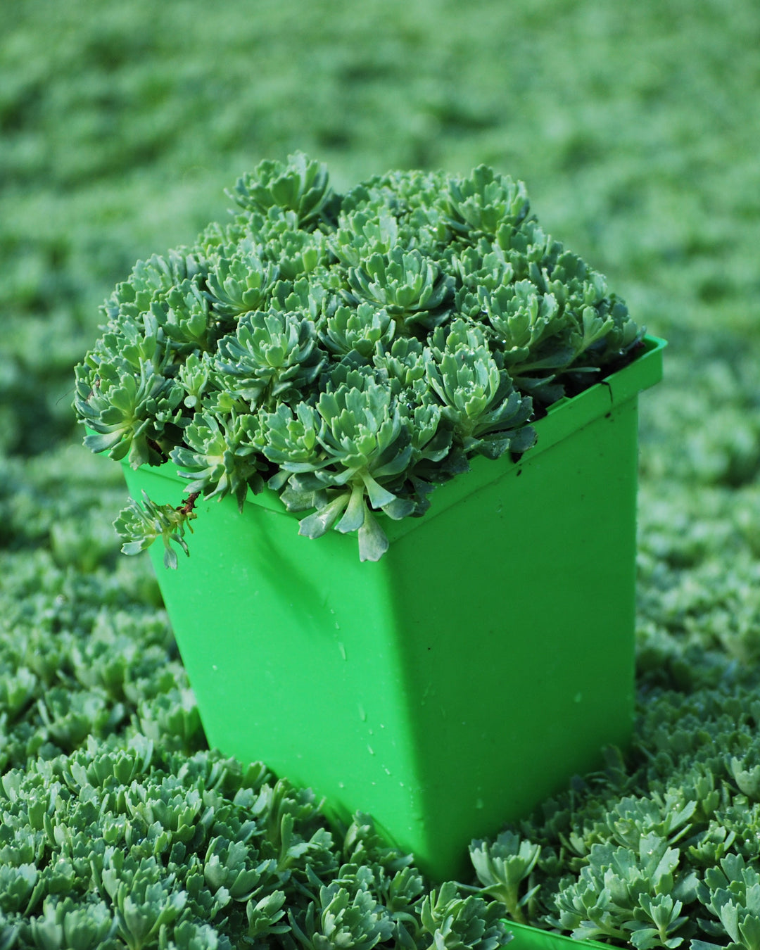 Sedum pachyclados (Stonecrop)
