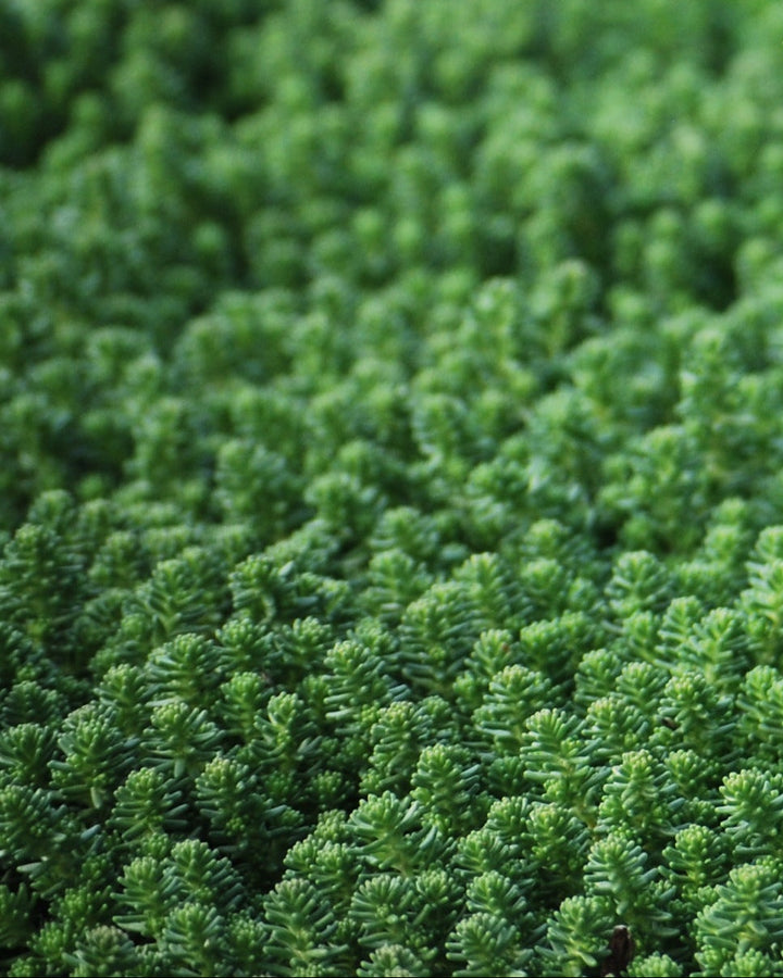 Sedum sexangulare (Watch Chain Stonecrop)