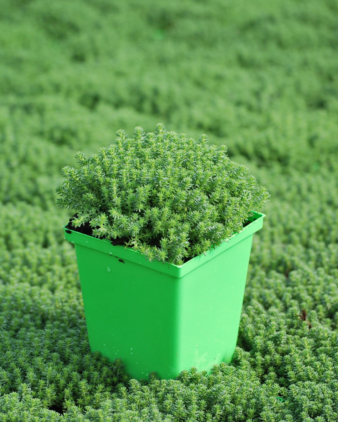 Sedum sexangulare (Watch Chain Stonecrop)