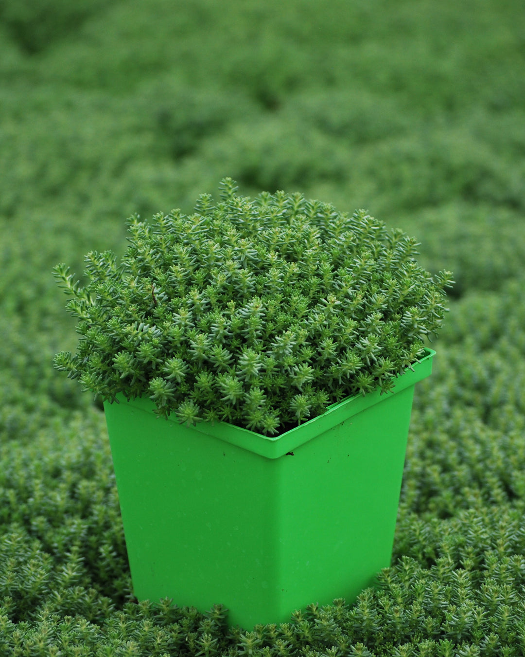 watch chain succulent turning yellow Sedum sexangulare (Watch Chain Stonecrop) – Perennial Farm Marketplace