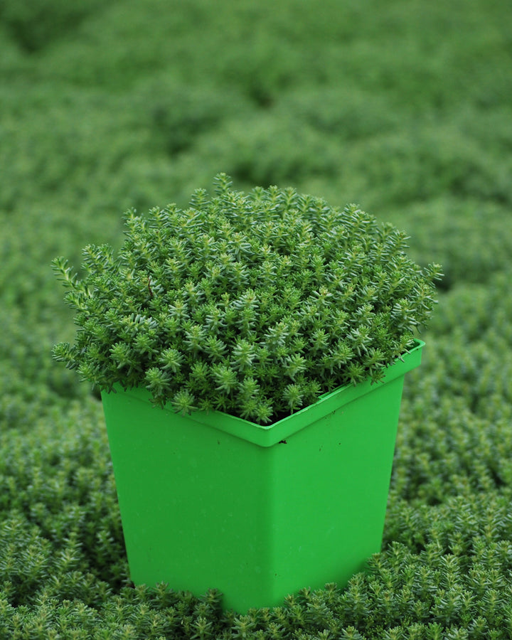 Sedum sexangulare (Watch Chain Stonecrop)