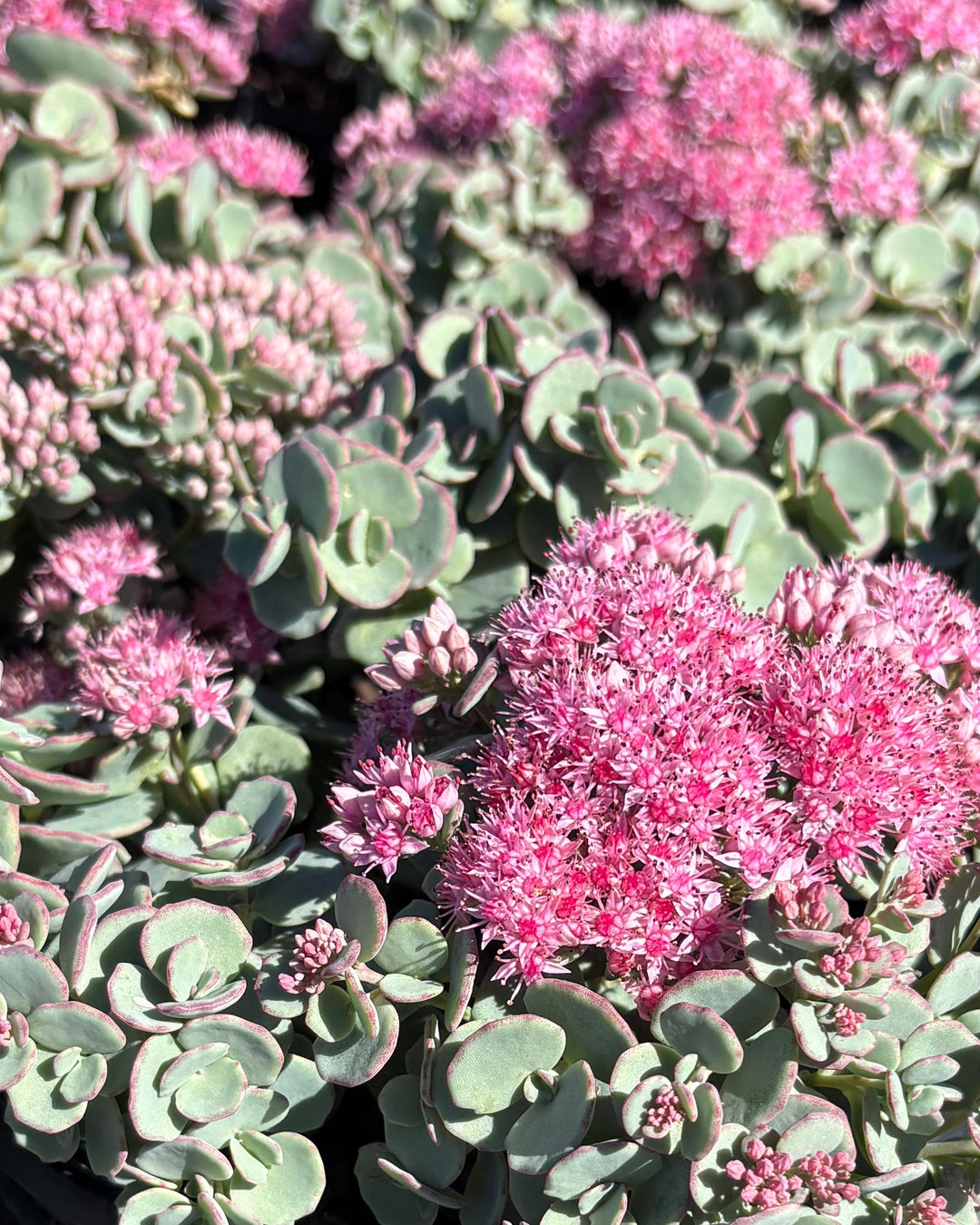 Sedum sieboldii (Stonecrop)