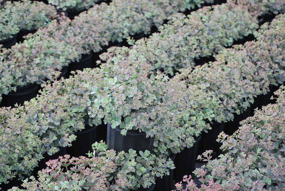 Sedum sieboldii (Stonecrop)