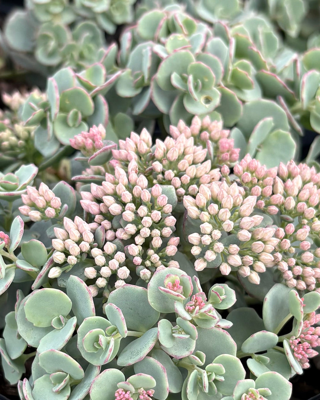 pink sedum succulent Sedum sieboldii (Stonecrop) – Perennial Farm Marketplace