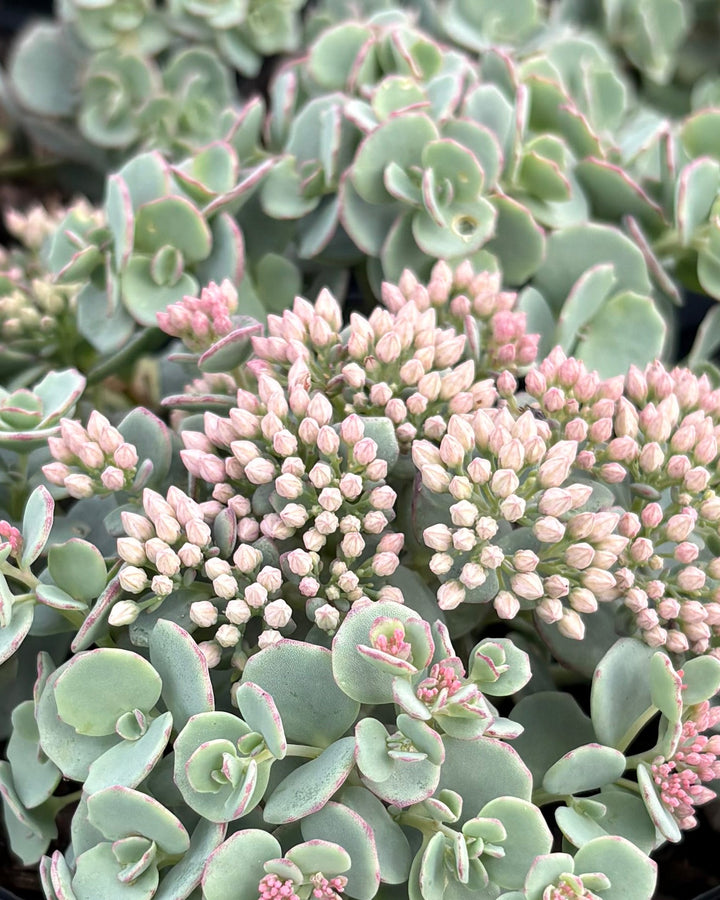 Sedum sieboldii (Stonecrop)