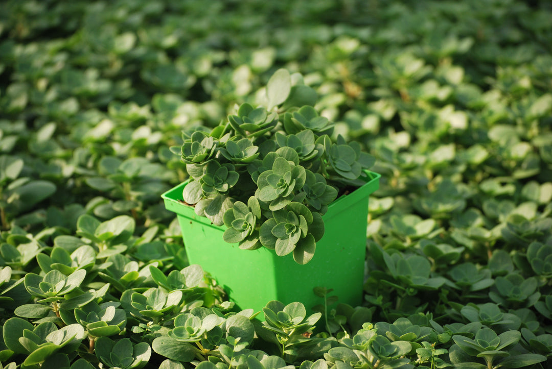 Sedum ternatum (Woodland Stonecrop)