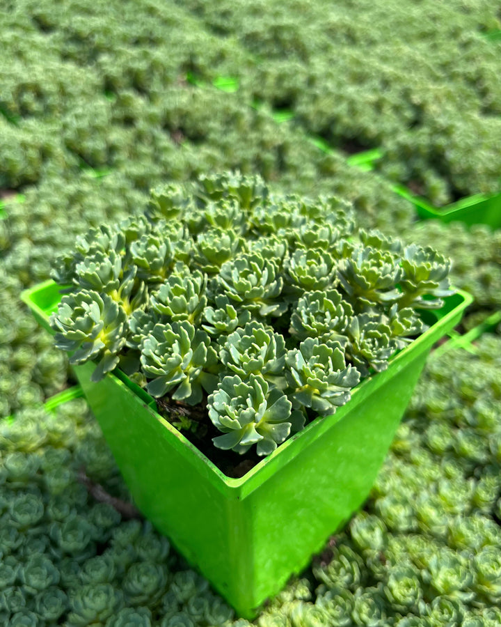 Sedum pachyclados (Stonecrop)