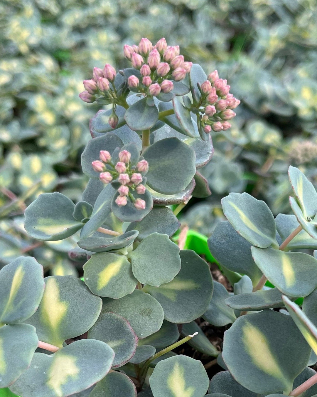 sedum sieboldii succulent Sedum sieboldii 'Variegatum' (Variegated Stonecrop)