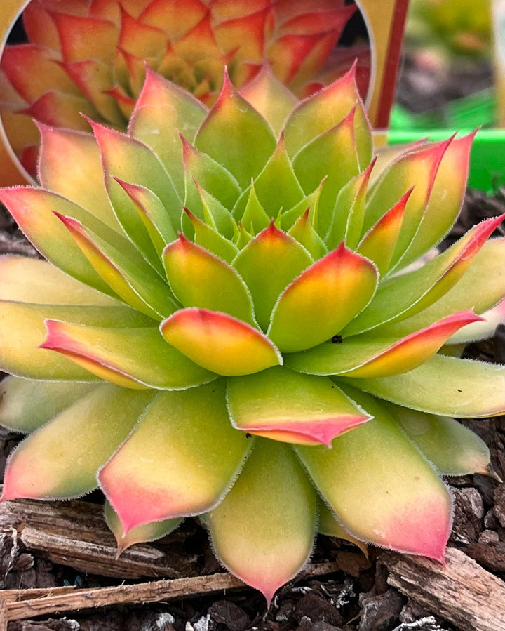 Sempervivum Chicks Charms® Gold Nugget™ (Hens and Chicks)