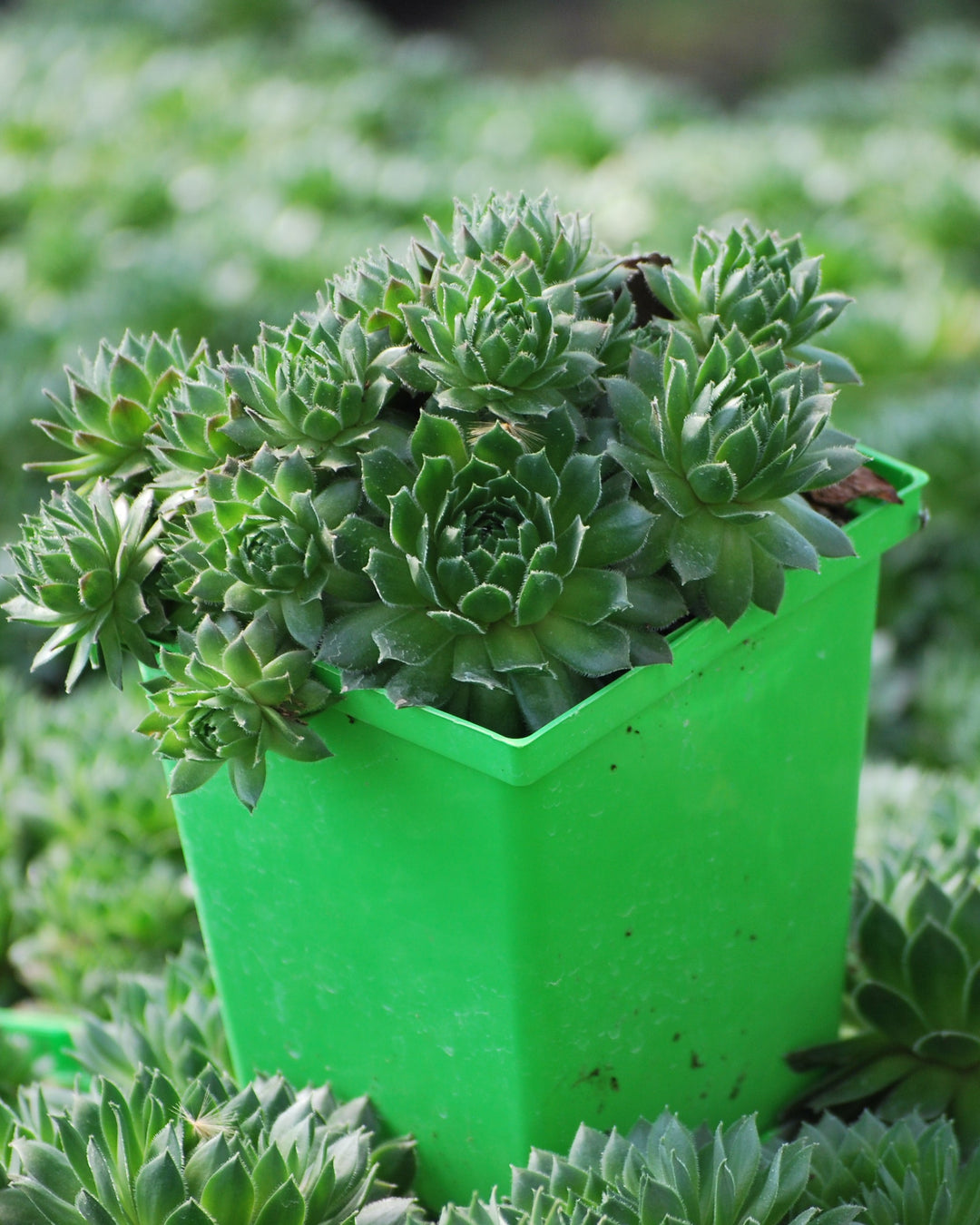 Sempervivum 'Green Wheel' (Hens and Chicks)
