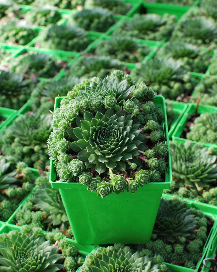 Sempervivum 'Green Wheel' (Hens and Chicks)