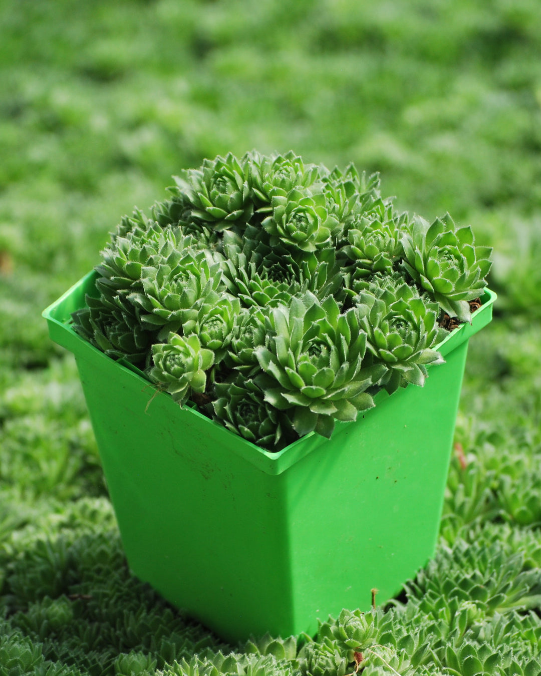 Sempervivum 'Green Wheel' (Hens and Chicks)