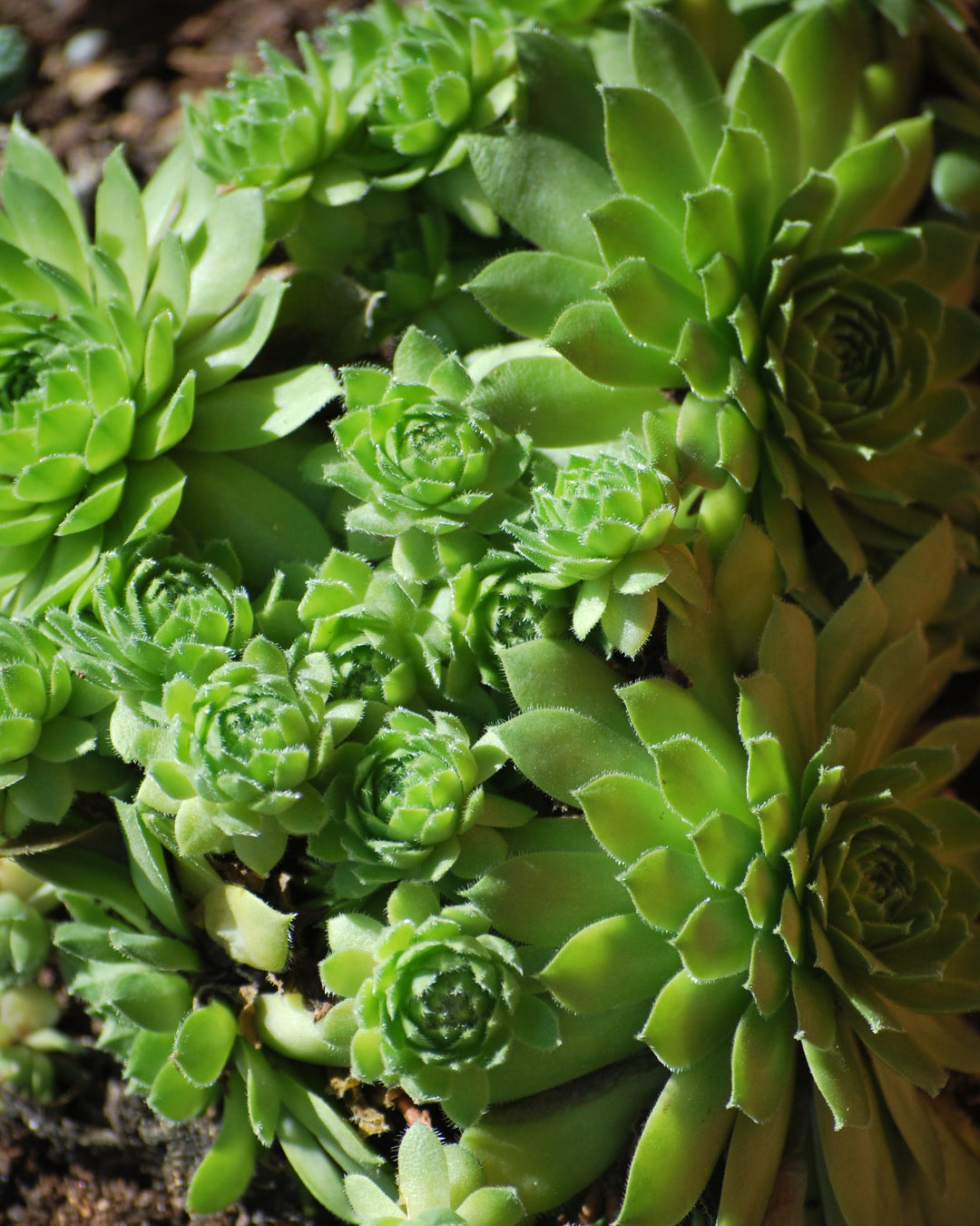 Sempervivum 'Green Wheel' (Hens and Chicks)