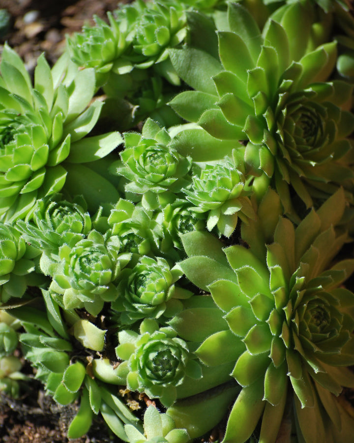 Sempervivum 'Green Wheel' (Hens and Chicks)