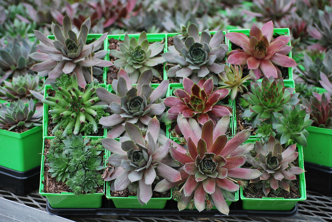 sempervivum tectorum succulent Sempervivum tectorum 'Hot Mix' (Hens and Chicks)