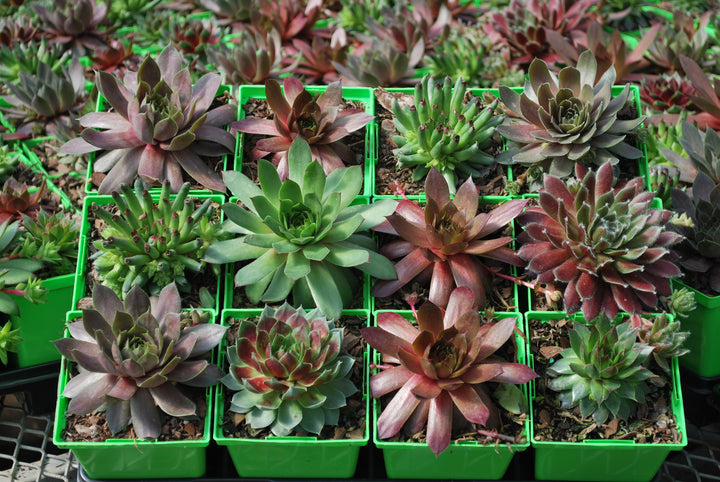 Sempervivum tectorum 'Hot Mix' (Hens and Chicks)