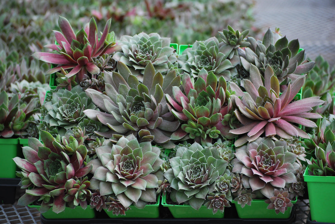 Sempervivum tectorum 'Hot Mix' (Hens and Chicks)