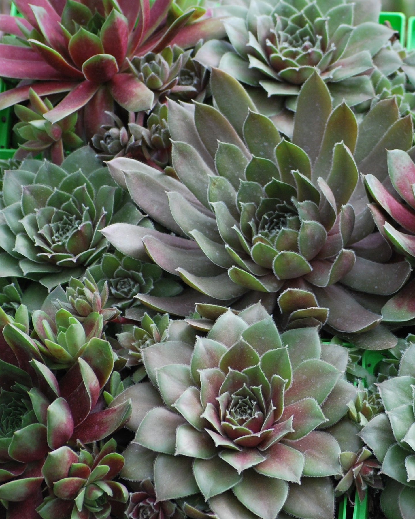 sempervivum tectorum succulent Sempervivum tectorum 'Hot Mix' (Hens and Chicks) – Perennial Farm Marketplace
