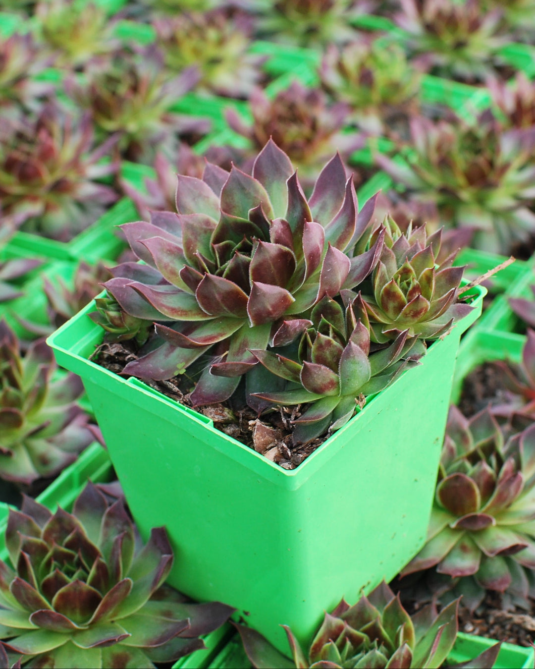 Sempervivum 'Killer' (Hens and Chicks)