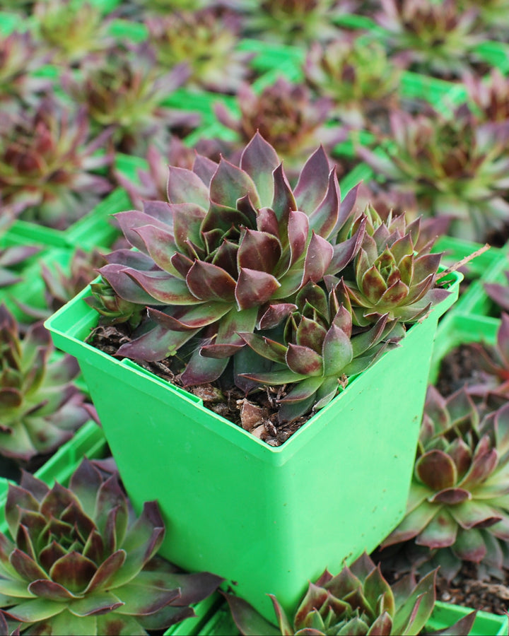 Sempervivum 'Killer' (Hens and Chicks)