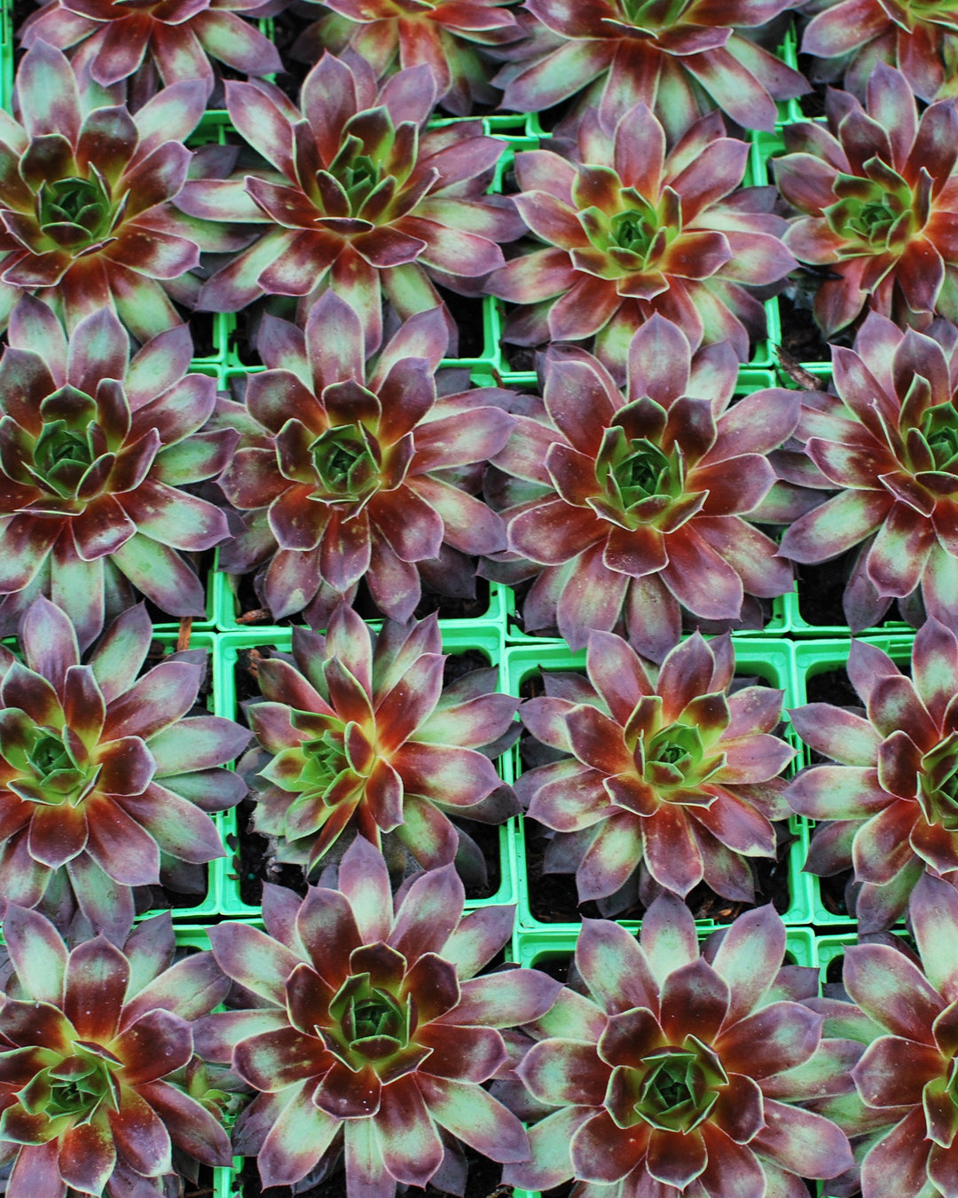 Sempervivum 'Killer' (Hens and Chicks)