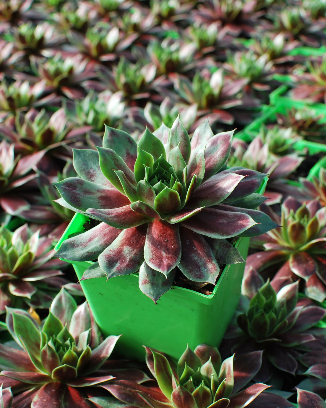 Sempervivum 'Killer' (Hens and Chicks)